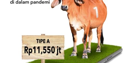 Type A : 1 Cow